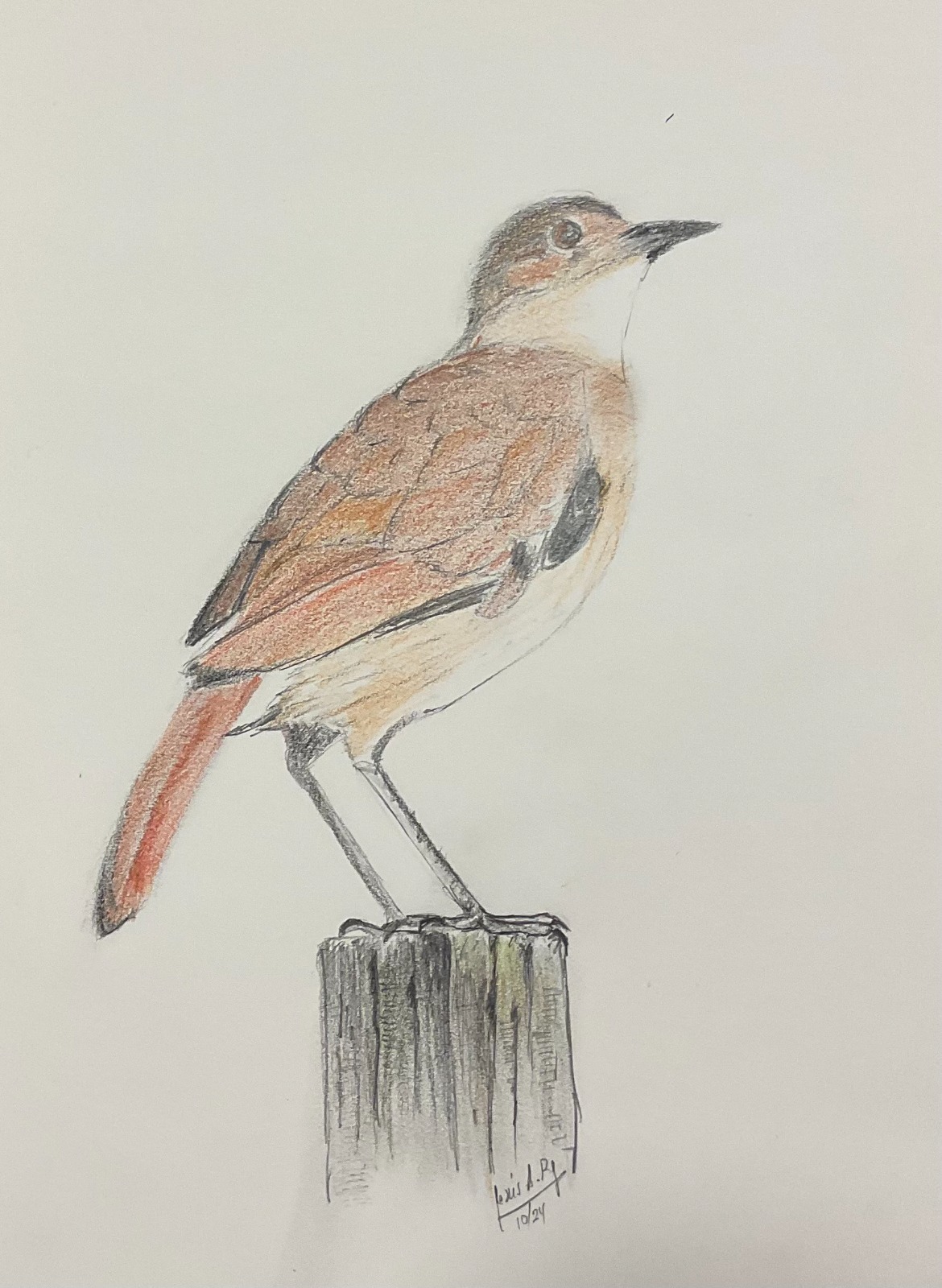 Dibujo de un hornero