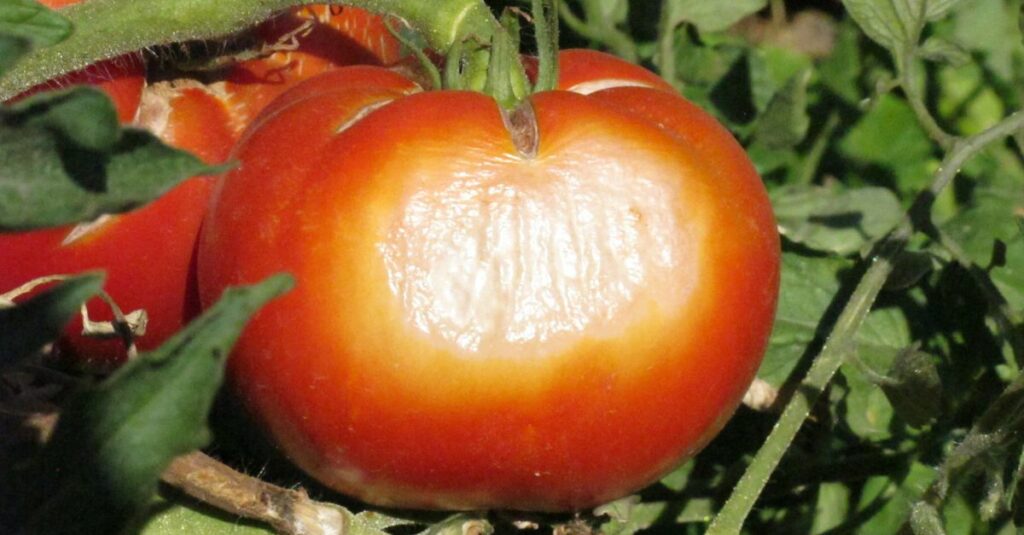 Tomate quemado